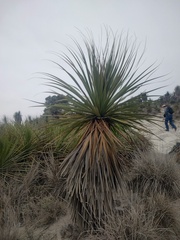Dasylirion acrotrichum