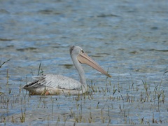 Pelecanus rufescens