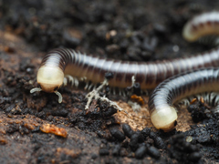 Pseudospirobolellus