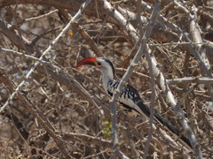 Tockus erythrorhynchus