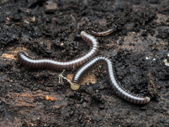 Pseudospirobolellus