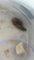 Dolabrifera dolabrifera