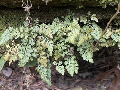 Asplenium montanum