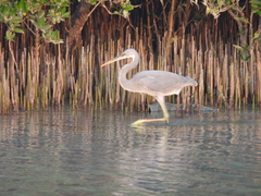 Egretta gularis