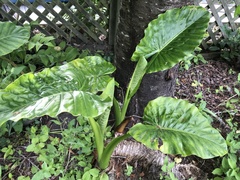 Alocasia