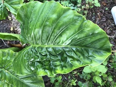 Alocasia