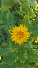 Rayjacksonia phyllocephala