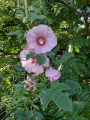Alcea