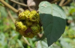 Varronia polycephala