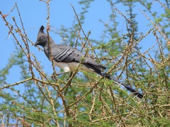 Corythaixoides leucogaster