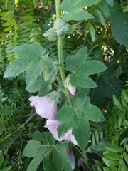 Alcea