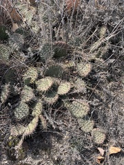 Opuntia polyacantha