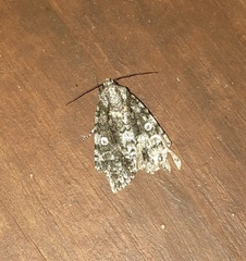 Acronicta afflicta