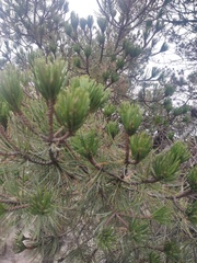 Pinus cembroides