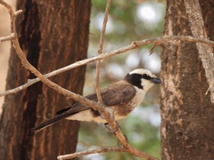 Eurocephalus ruppelli