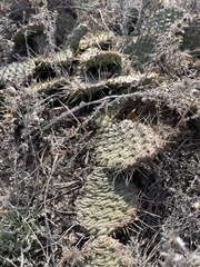 Opuntia polyacantha