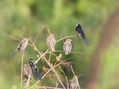 Euplectes albonotatus