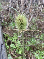 Dipsacus sativus