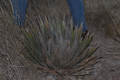Agave horrida perotensis