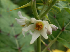 Solanum stramoniifolium