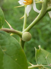 Solanum stramoniifolium