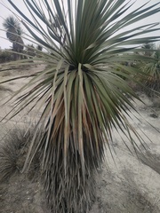 Nolina parviflora