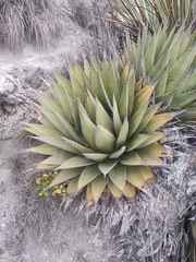 Agave horrida perotensis