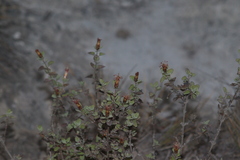 Brickellia veronicifolia