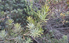 Podocarpus elongatus