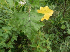 Solanum stramoniifolium
