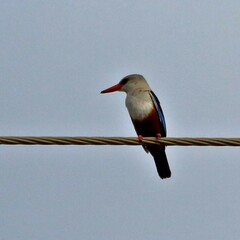 Halcyon leucocephala