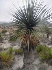 Nolina parviflora