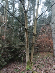 Acer pseudoplatanus