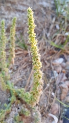 Rayjacksonia phyllocephala