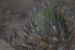 Agave horrida perotensis