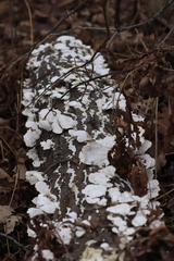 Trametes pubescens