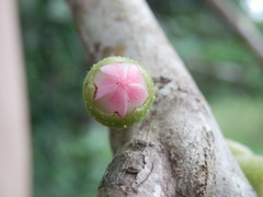 Bellucia mespiloides