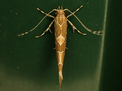 Pyroderces apparitella
