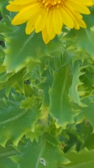 Rayjacksonia phyllocephala