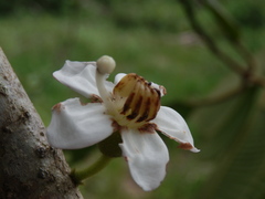 Bellucia mespiloides