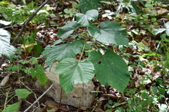 Tilia mandshurica