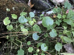Hydrocotyle americana