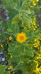 Rayjacksonia phyllocephala