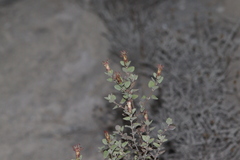 Brickellia veronicifolia