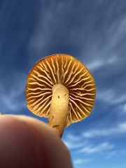 Agrocybe