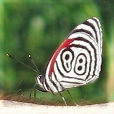 Diaethria clymena