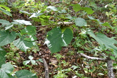 Tilia mandshurica
