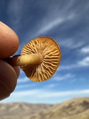 Agrocybe