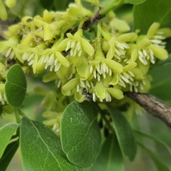 Margaritaria discoidea