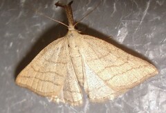 Polypogon tentacularia